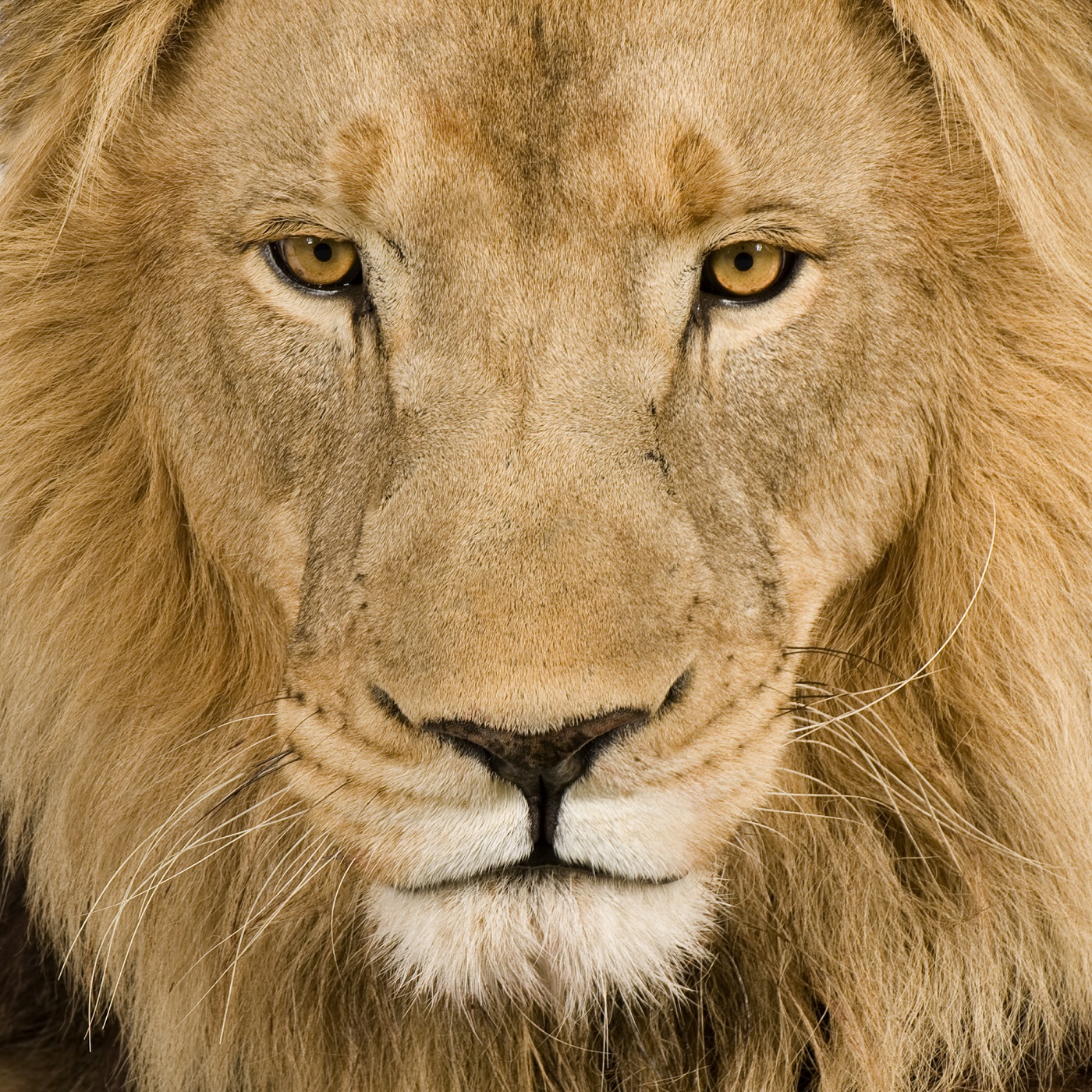 Pensive Lion
